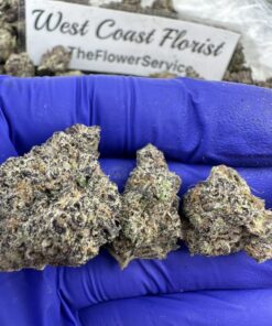 Gusherz x Gelato (AAA INS MEDIUMS)