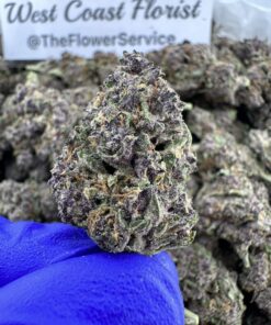 PURPLE SQUIRT (BUDGET INDOOR)