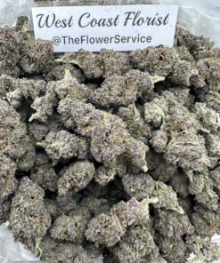 PURPLE SQUIRT (BUDGET INDOOR)