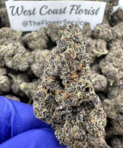 GUSHERZ x GELATO