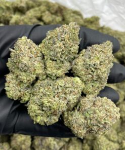 White Chocolate Gruntz Mixed Lights for Sale premium frosty cannabis flower with lime green buds and purple accents