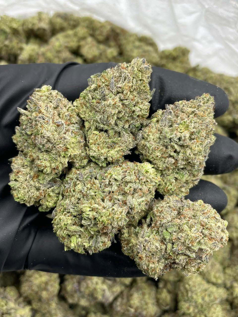 white-chocolate-gruntz-mixed-lights-for-sale.jpg White Chocolate Gruntz Mixed Lights for Sale premium frosty cannabis flower with lime green buds and purple accents