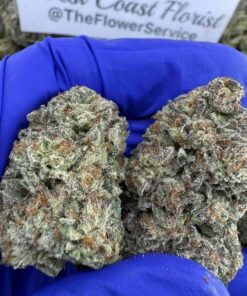 Gary Payton Budget Indoor for Sale fresh harvest indoor cannabis flower with pungent cake aroma